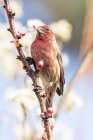 Beautiful bird on a branch of tree on background, close up — Stock Photo