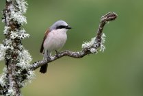 Un uccello su un ramo di un albero su sfondo naturale — Foto stock