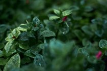 Gotas de lluvia posadas sobre hojas de plantas - foto de stock