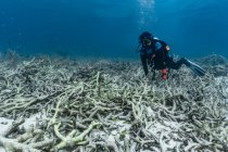 Дайвер исследует кораллы Стэкхорна на рифе Большого Барри — стоковое фото