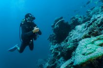 Diver exploring coral at the Great Barrie Reef — Stock Photo