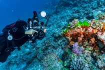 Fotógrafo tirar foto de coral na Grande Barreira de Corais — Fotografia de Stock