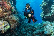 Дайвер досліджує Великий Баррі риф — стокове фото