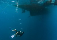 Taucher nähern sich Tauchboot am großen Barrier Reef — Stockfoto