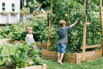 Due bambini piccoli in cerca di pomodori maturi in giardino — Foto stock