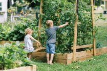 Two little kids looking for ripe tomatoes in the garden — Stock Photo