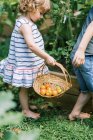Zwei kleine Kinder suchen im Garten nach reifen Tomaten — Stockfoto