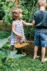 Duas crianças à procura de tomates maduros no jardim — Fotografia de Stock