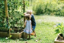 Duas crianças à procura de tomates maduros no jardim — Fotografia de Stock