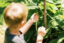 Little child picking a long green bean in the garden — Stock Photo