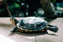 Крупним планом вид на велику черепаху — стокове фото