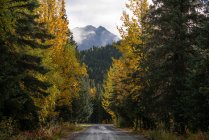 Herbstlandschaft mit Bäumen und Wald — Stockfoto