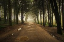 Szenische Aufnahme der Straße durch den Wald — Stockfoto