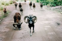 Дикие животные олени и овцы на проселочной дороге в Швеции — стоковое фото