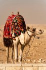 Верблюд в пустыне, место для путешествий на заднем плане — стоковое фото