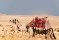 Camelo no deserto, lugar de viagem no fundo — Fotografia de Stock