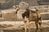 Kamel in der Wüste, Reiseort im Hintergrund — Stockfoto