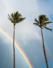 Hermosa vista de palmeras y arco iris en el fondo de la naturaleza - foto de stock