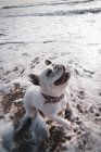 Französische Bulldogge spielt mit Ball am Strand — Stockfoto