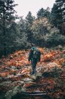 Homem caminhando entre uma floresta de pinheiros com mochila enquanto procura cogumelos — Fotografia de Stock