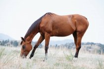 Hermoso caballo en el prado en verano - foto de stock