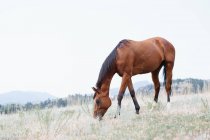 Красивая лошадь на лугу летом — стоковое фото