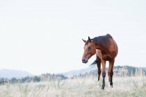 Beau cheval sur la prairie en été — Photo de stock