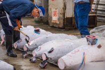 Homme inspectant le thon au marché aux poissons de Tsukiji à Tokyo / Japon — Photo de stock