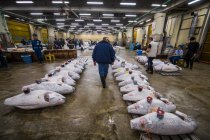 Homem que inspeciona atum no mercado de peixe de Tsukiji em Tóquio / Japão — Fotografia de Stock