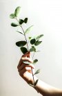 Mano de mujer sosteniendo rama con hojas - foto de stock