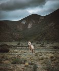 Horse in the mountains  on nature background — Stock Photo