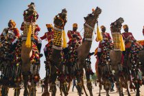 Grupo de camellos decorados con sus jinetes Rajasthani hombre en el Festival del Desierto de Jaisalmer - foto de stock