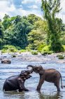 Dos elefantes asiáticos unidos en el santuario aninmal de Pinnawala - foto de stock