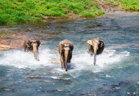 Tres elefantes asiáticos corriendo hacia la cámara en Pinnawala - foto de stock