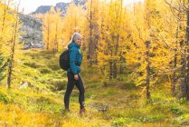 Wanderer posiert im Feld goldener Lärchen im Paradiestal — Stockfoto
