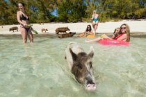 Female friends with pigs at beach on sunny day — Stock Photo