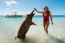 Cheerful young woman feeding carrot to pig at beach — Stock Photo