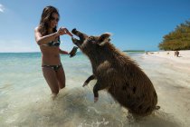 Mujer joven alimentando zanahorias al cerdo en la playa durante las vacaciones de verano - foto de stock