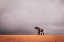 Il bellissimo paesaggio di un cane nel deserto — Foto stock