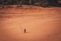 Le beau paysage d'un chien dans le désert — Photo de stock