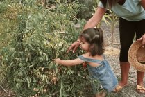 Маленька дівчинка збирає помідори з саду — стокове фото