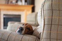 Милая собака, лежащая на диване — стоковое фото