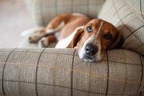 Cute dog laying on the sofa — Stock Photo