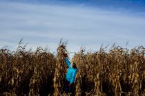 Chica en el campo de maíz en un día nublado. - foto de stock
