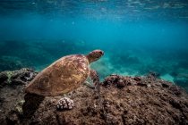 Meeresschildkröte unter Wasser, Unterwasserschuss — Stockfoto