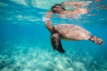 Морская черепаха под водой, под водой выстрел — стоковое фото