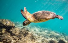 Морська черепаха під водою, підводний постріл — стокове фото