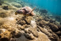 Морська черепаха під водою, підводний постріл — стокове фото
