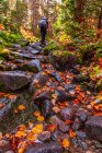 Frau wandert nassen Herbstpfad in den Weißen Bergen von NH. — Stockfoto