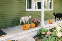 Two dogs walking on a porch decorated for halloween — Stock Photo
